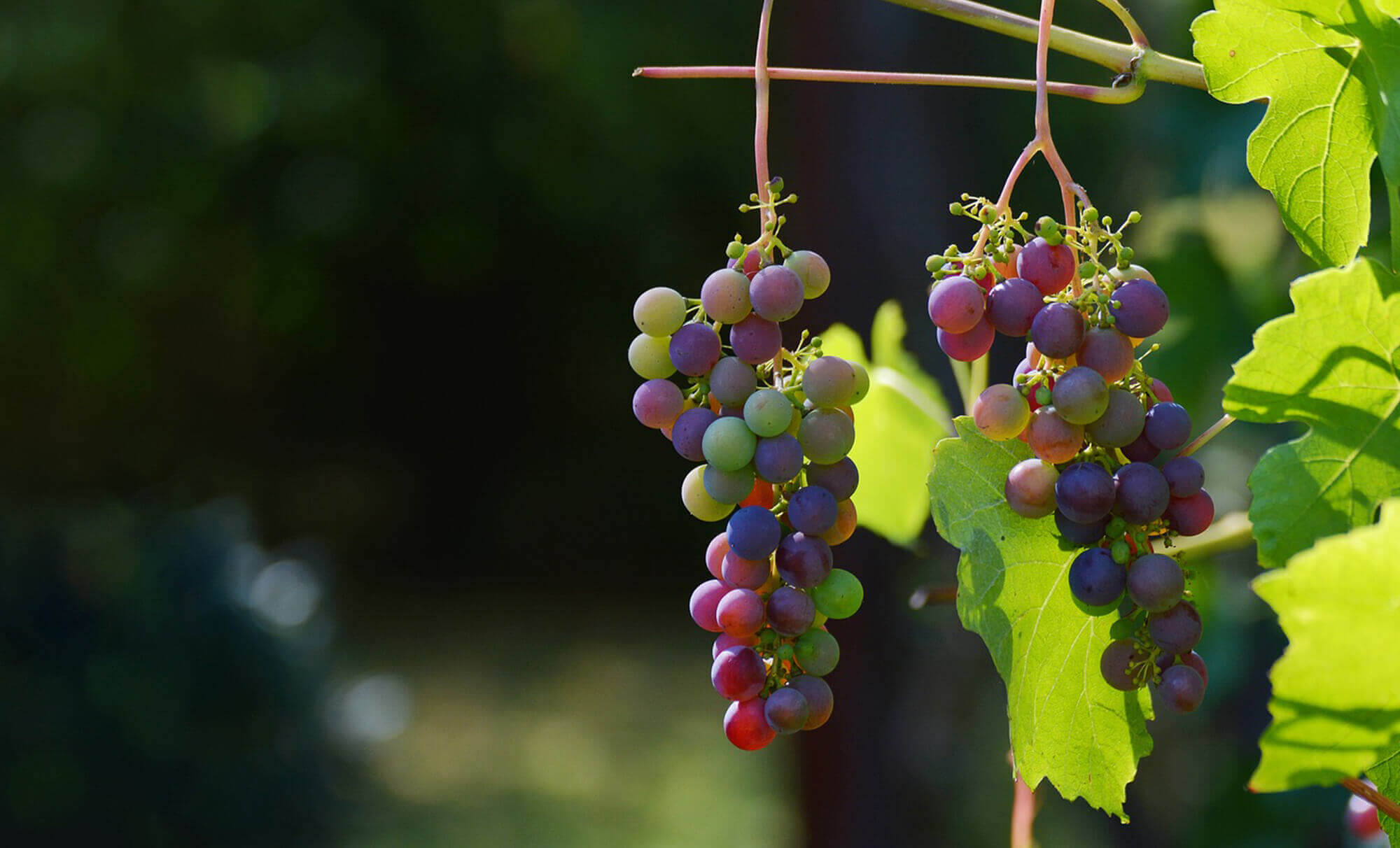 5D DESIGN STUDIO- AIGAIOU KIPOS